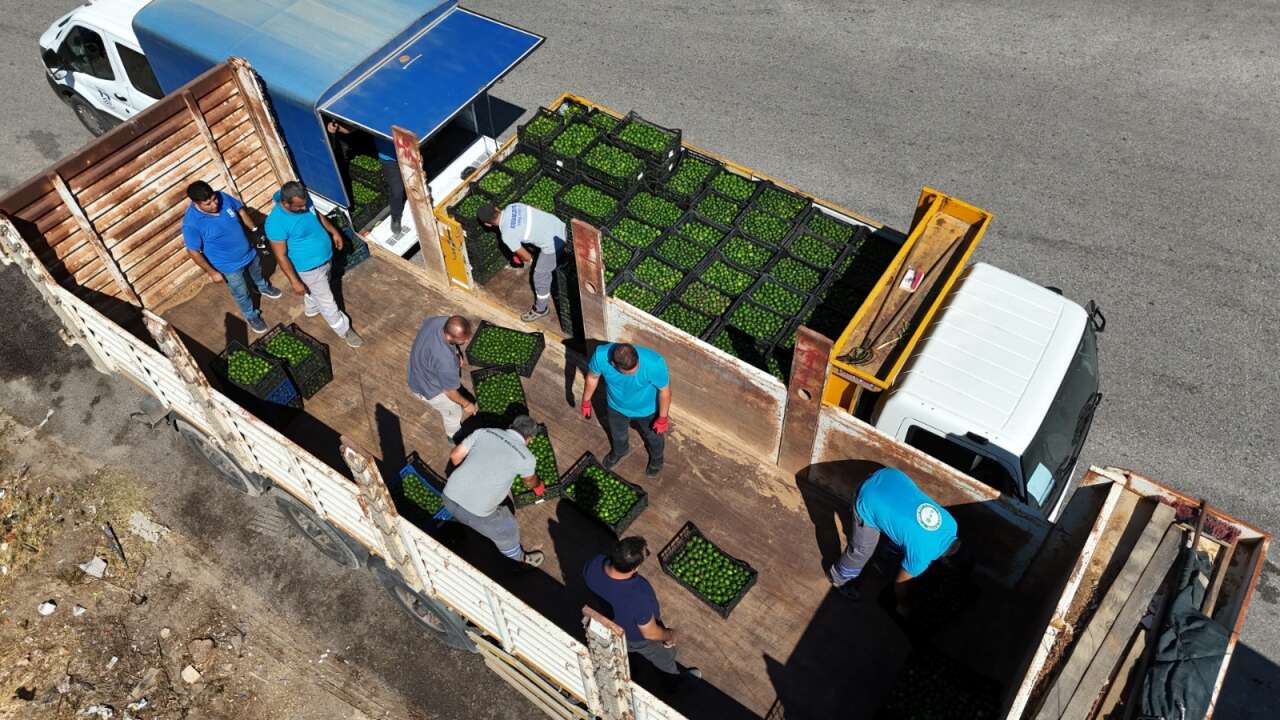 Bodrum’un Coğrafi İşaretli Mandalini Türkiye Genelinde Tüketiciyle Buluşuyor 2